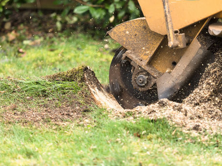 Preserving Trees and Safety: The Importance of Stump Grinding in Winchester, VA