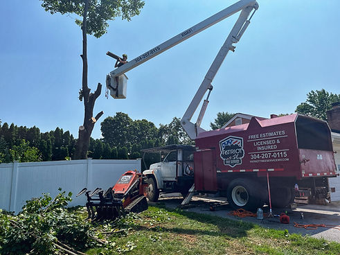 Tree Removal Winchester Virginia