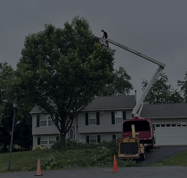 Tree Service Pruning Tree at Residence