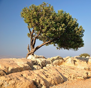 photo of a carob tree in israel