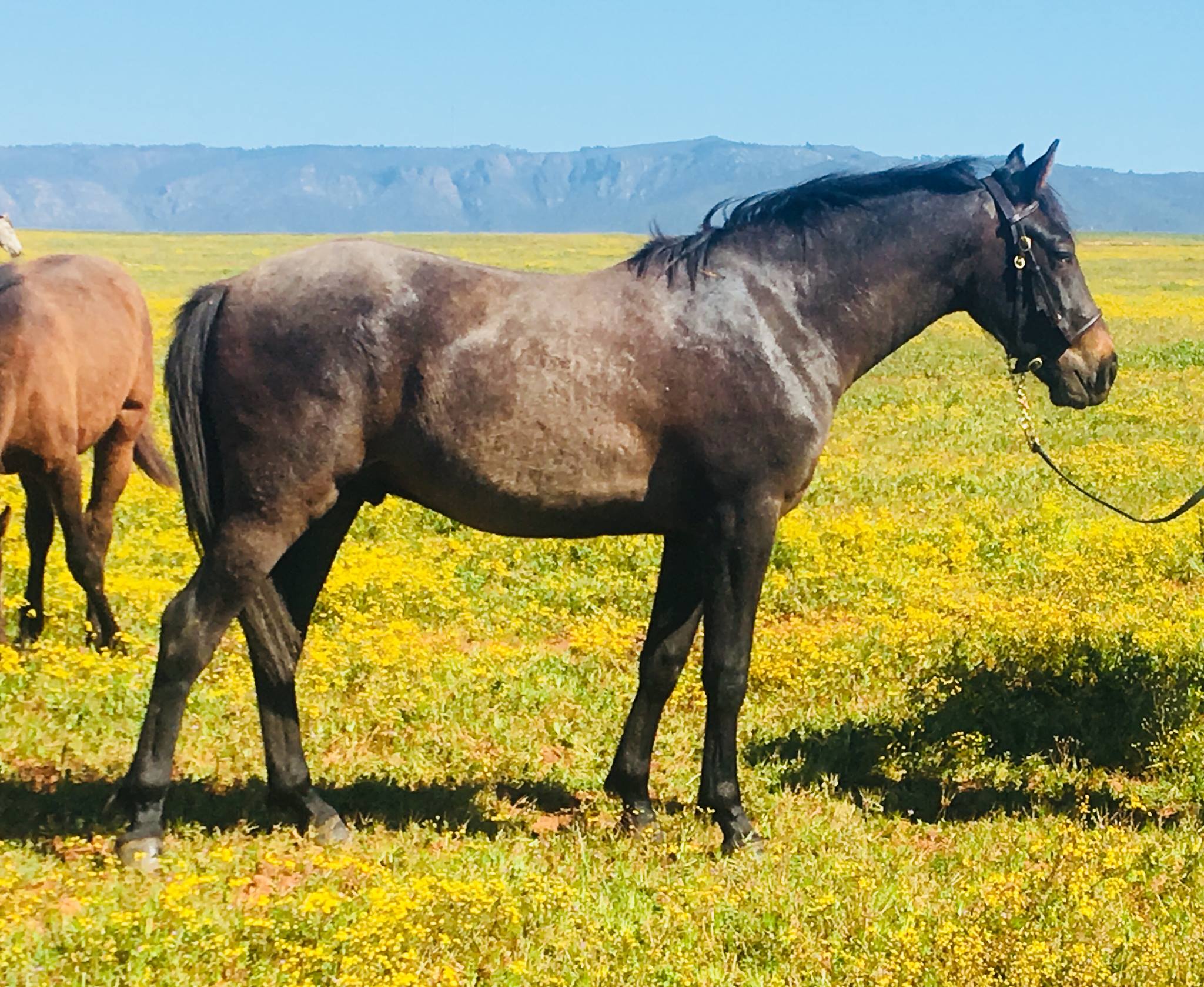 Aranos2yo