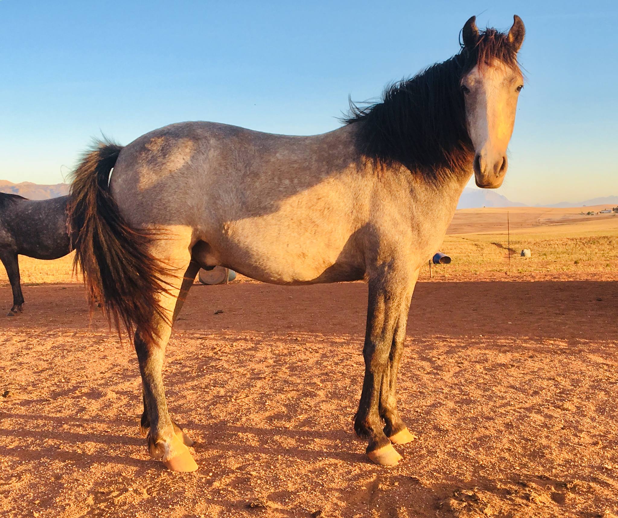 thor2yo