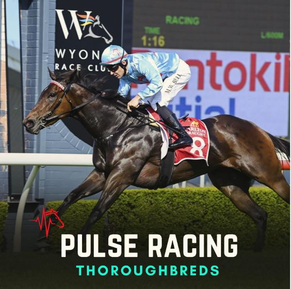 Pulse Racing Logos Racehorse syndication with Pulse Racing Thoroughbreds | Stable Connect