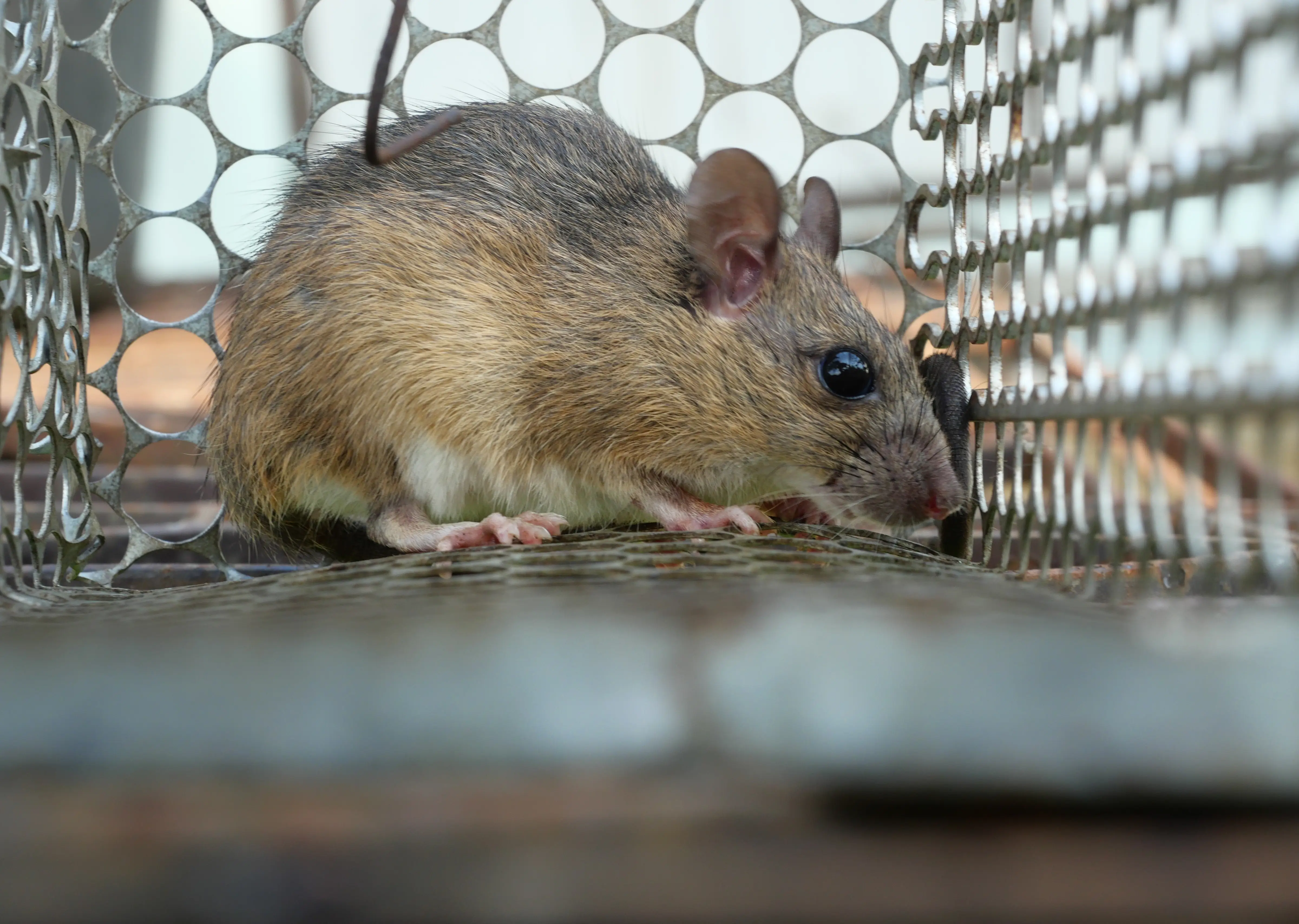 Rodent Control Brookline.webp