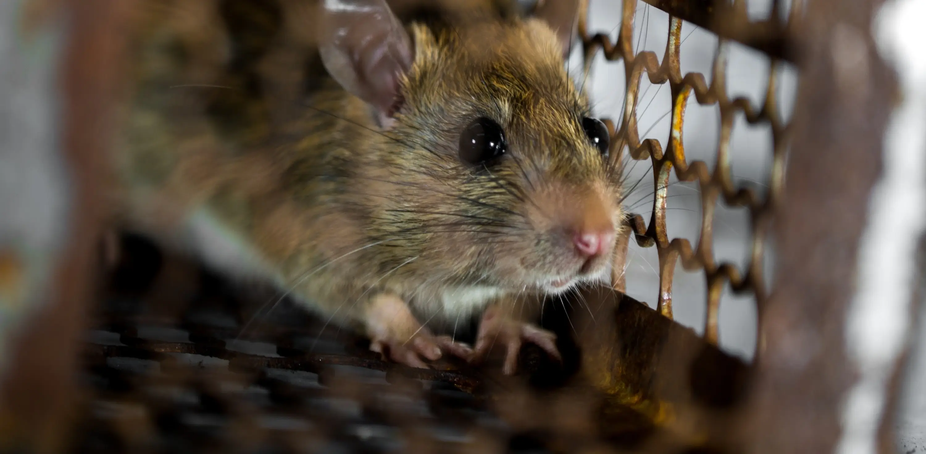 Rodent Control Services.webp