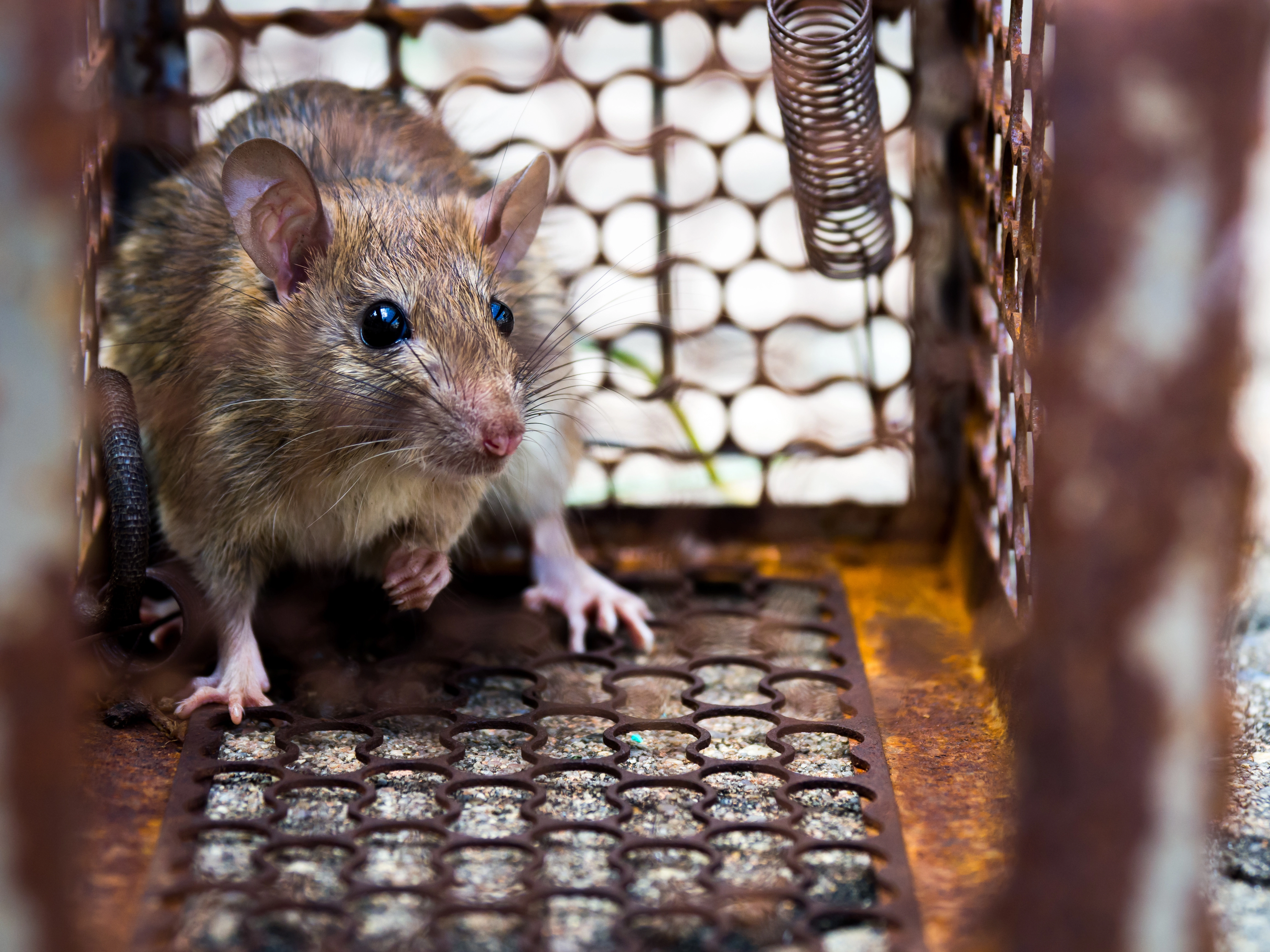 Pest Control Somerville.webp