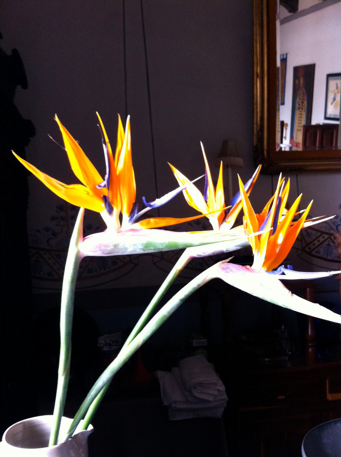 Strelitzia reginae