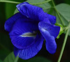 Blue Pea Vine (just keeps on climbinâ)