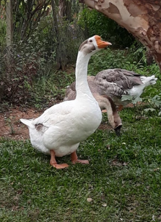 Dois patos no Mundo das Suculentas