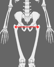 La largeur de bassin prédispose au thigh gap