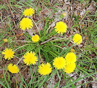 Dandelion_with_multiple_flowers.jpg