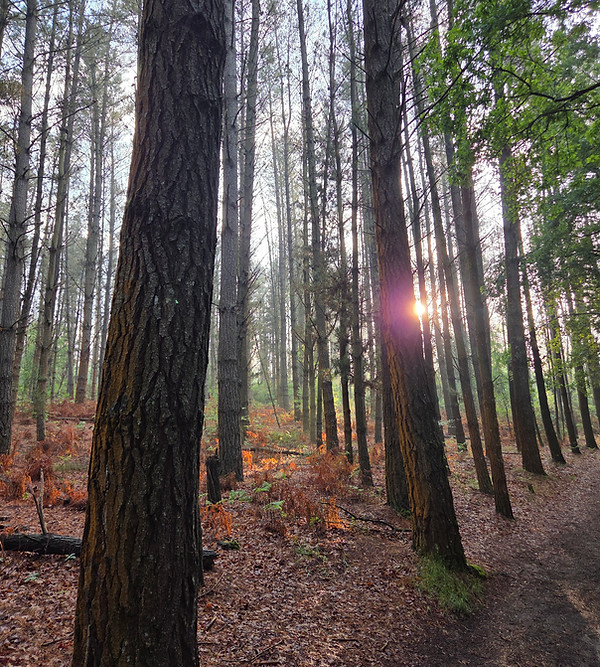 Zonlicht door de bomen