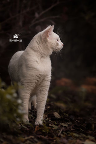 witte cat white cat