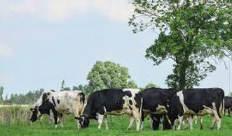 grazende koeien.jpeg