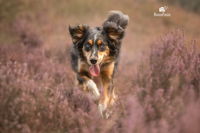 6-9-2022 Bailey en Benji549-bewerkt-bewerkt.jpg