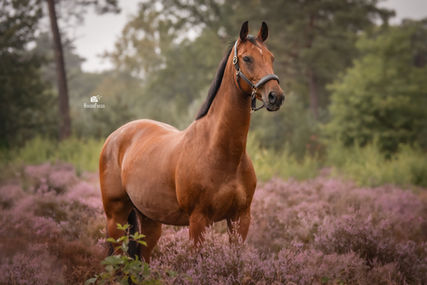 heide, bruin paard, leren halster, paardenfotografie