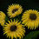 Thumbnail: Original Acrylic Painting | Sunflowers