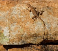 Dragon - Australien