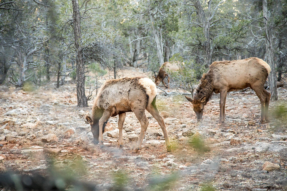 Wild im Grand Canyon Nationalpark