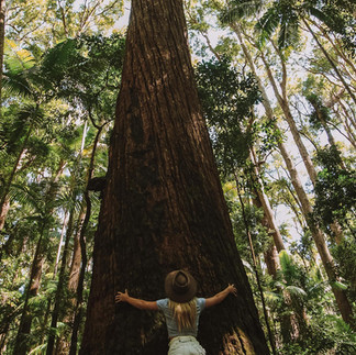 ancient rainforest Fraser Island, Australia. Akubra