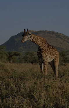 tanzanie safari serengeti tarangire ngorongoro giraffe lion leopard rhino guepard elephant gazelle zèbre singe hippo savane camps tentes jeep nature animaux big five tanzanie voyage sur mesure
