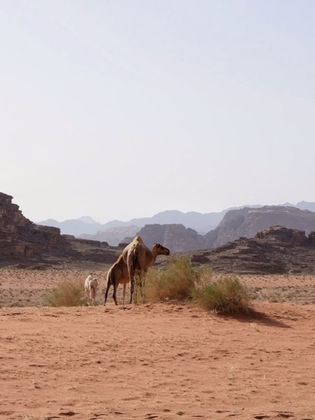 wadi rum, désert, amman, jordanie, mer rouge, petra, dromadaire, chameau, cactus, bédouins