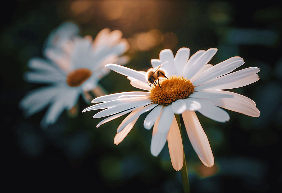 Warm floral photograph of a bee resting on a white daisy, surrounded by soft golden light, shallow depth of field, and a drea
