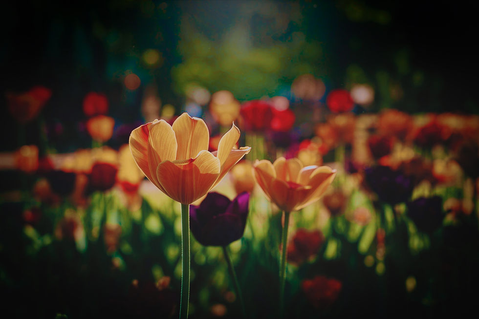 Dreamy floral photograph of sunlit yellow tulips blooming in a colorful garden with soft bokeh and moody shadows.