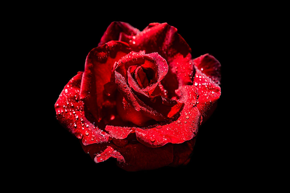 Dramatic floral photograph of a deep red rose with glistening water droplets, isolated against a dark black background.