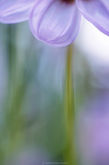 copyright-catherine-martin-photography-au-gre-du-vent-005359.jpg