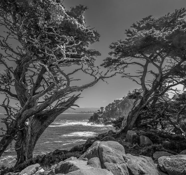 Point Lobo