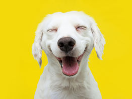 ¿Por qué es tan difÃcil encontrar la felicidad?