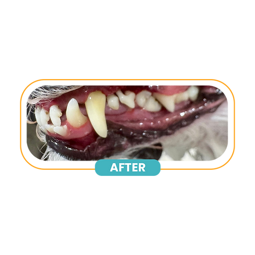 Dental Photo After.png