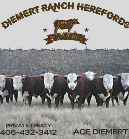 DIEMERT RANCH HEREFERDS.jpg