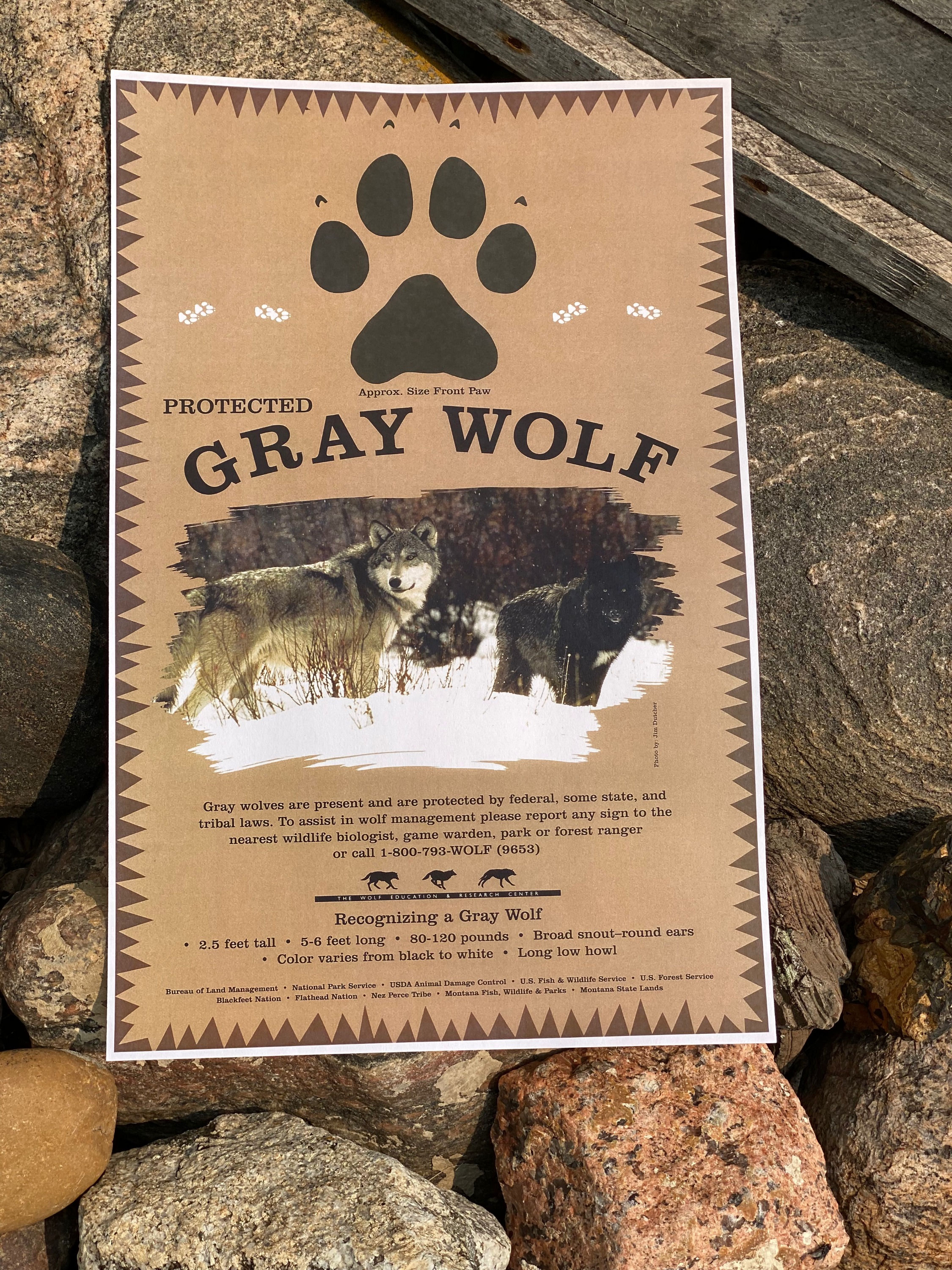 RE-PRODUCTION WOLF POSTER 11X17