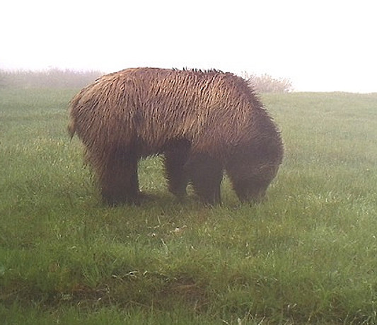Salansky boar 2013