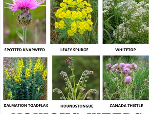 NOXIOUS WEED AWARENESS WEEK