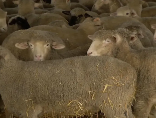 Record prices for sheep & lamb