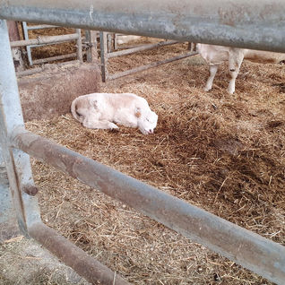 Ecole, Sainte Marthe, Buxy, 71390, département ,71, Chalonnais, entre, Chalon sur Saône, Le Creusot, école privée, sous contrat, enseignement, catholique, Enseignement privé, élèves, maternelle au CM2, garderie, cantine scolaire, pédagogie, différenciée, projet, numérique, utilisation, ipads