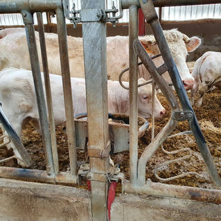 Ecole, Sainte Marthe, Buxy, 71390, département ,71, Chalonnais, entre, Chalon sur Saône, Le Creusot, école privée, sous contrat, enseignement, catholique, Enseignement privé, élèves, maternelle au CM2, garderie, cantine scolaire, pédagogie, différenciée, projet, numérique, utilisation, ipads