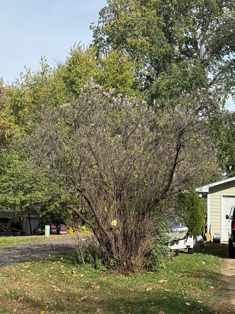 Unhealthy Lilac shrub blooming in October.
