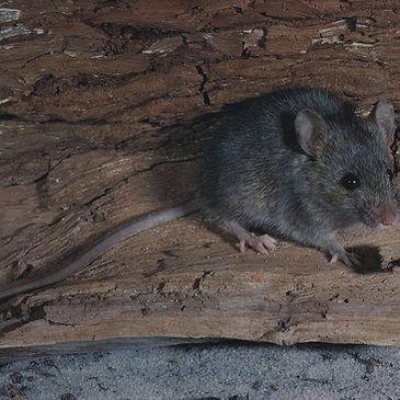 house mouse truckee ca pest control_edited.jpg