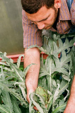 Artichoke Picking 