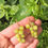 Thumbnail: Green Grape Earrings