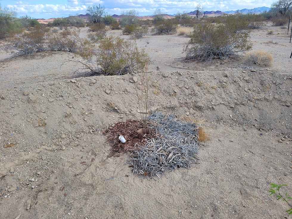 Close-up view of homemade mulch made from local materials