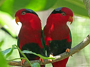 Port Moresby Nature Pk red parrots pair.