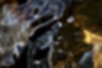 Volutes