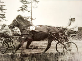 Suomenhevonen Sipoossa