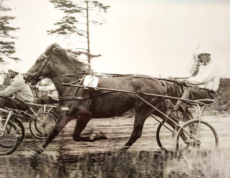 Suomenhevonen Sipoossa