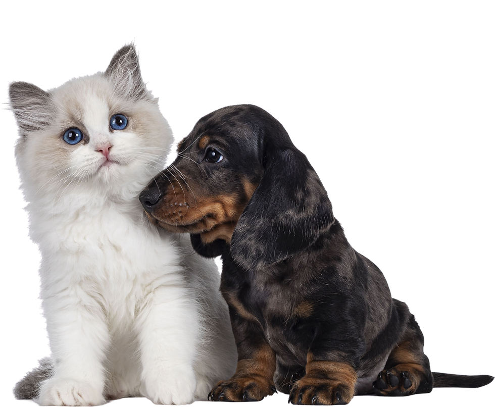 Ragdoll kitten and Dachshund pup on transparent.png